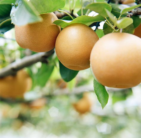 Korean Pear Recipes, Korean Pear, Pear Fruit Aesthetic, Asian Pear Tree, Pear Tree Blossom, Beach House Outside, Pear Fruit Photography, Giant Vegetable, Pear Fruit