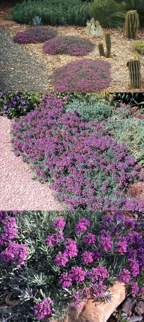 Fruity Germander (Teucrium Cossonii) - Zone 8-11 Full Sun 4" Height 4' Width Slow spreading, non-invasive, perennial ground-cover with small gray-green fragrant leaves and tiny rose-lavender flowers that bloom profusely in spring. Extremely durable-thrives in heat, poor well draining soil & is drought-tolerant. Comes from the alkaline, rocky Mediterranean regions around Majorca, Spain. Great in hot, dry,rock garden situations. Propagate by seeds, cuttings, or division. Teucrium Cossonii, Ground Cover Full Sun, Drought Garden, Outdoor House Ideas, Small Garden Spaces, Texas Landscaping, Perennial Ground Cover, Plant Combos, Cottage Garden Ideas