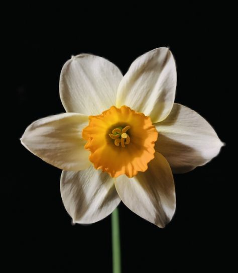 Flower Reference Black And White, Narcissus Photography, Narcissus Flower Painting, Narcisse Flower, Daphodil Flower, Daffodils Aesthetic, Jonquil Flower, White Narcissus, Flower Reference