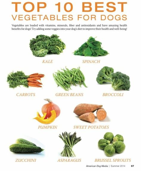 Vegan Dog Food (homemade) – Yerikas Kitchen #Dogfood #vegandogfood #vegan #wholefood #plantbaseddogfood #plantbased #healthydogfood #healthydog Dog Food Homemade, Dog Vegetables, Vegan Dog Food, Carrots And Green Beans, Vegan Dog, Dog Kitchen, Food Homemade, Food Dog, Dog Top