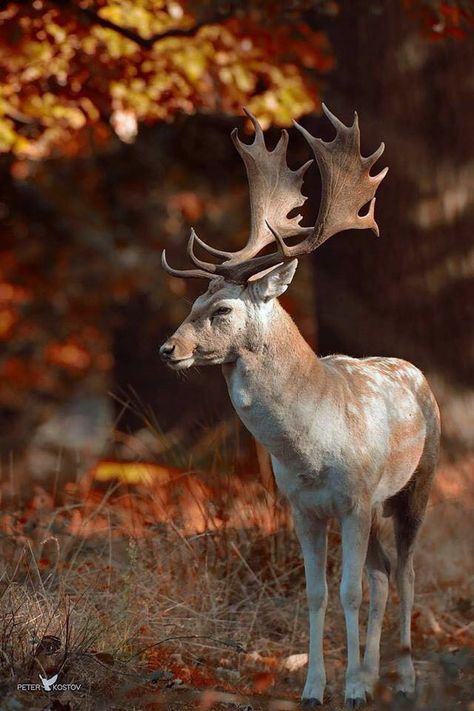 Deer Photography, Deer Drawing, Deer Photos, Fallow Deer, Wild Animals Pictures, Deer Family, Deer Art, A Deer, Wildlife Art