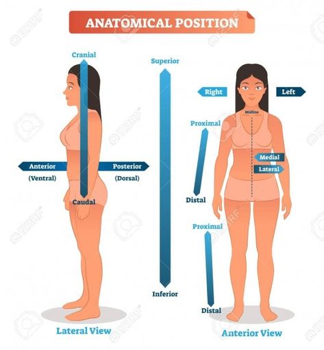 Vector Illustration Of Anatomical Positions Scheme Of Superior Anatomical Regions, Anatomical Position, Anterior Y Posterior, Anatomy Flashcards, Basic Anatomy And Physiology, Medical Student Study, Surgical Tech, Human Body Anatomy, Nursing School Tips