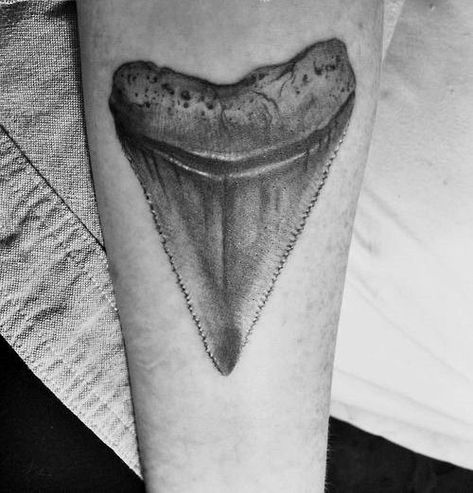 Shark Tooth Tattoo, Lower Belly Tattoos, Nautical Tattoo Sleeve, Great White Shark Teeth, Lower Stomach Tattoos, Line Drawing Tattoos, Tooth Tattoo, King Shark, Belly Tattoos