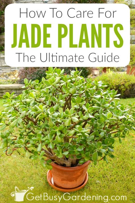 Care For Succulents, Jade Plant Care, Jade Succulent, Plant Care Instructions, Jade Plant, Inside Plants, Succulent Gardening, Succulent Care, Jade Plants