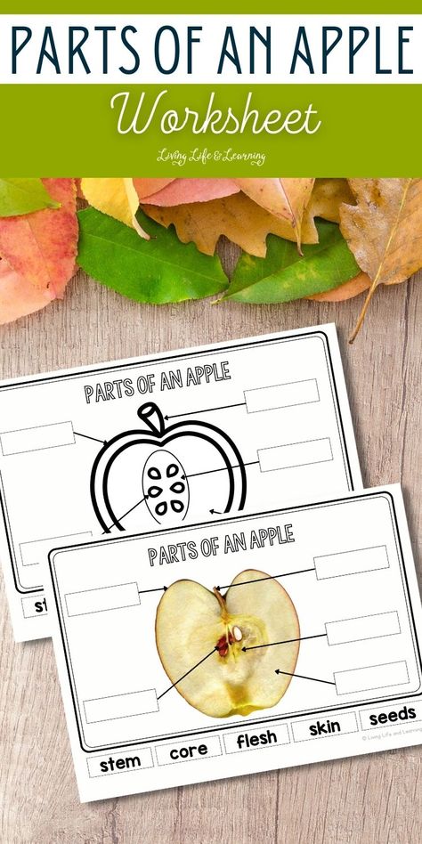 Understanding the anatomy of an apple is essential, especially for children. My Parts of an Apple Worksheet not only provides an interactive way of learning the different parts of an apple but also helps to develop different cognitive and retention skills and fine motor skills. Perfect for homeschool fall activity! Apple Worksheet, Homeschool Fall Activities, Kindergarten Science Curriculum, Fall Activity For Kids, Parts Of An Apple, Kindergarten Science Experiments, Kindergarten Science Activities, Fall Science, Fall Activity