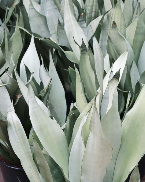 Perfect Choice Nursery on Instagram: “🌜Moonlight Sansevieria, also known as Moonshine Sansevieria, are one of my favorite snake plant varieties 🐍 (Do I say that about all of…” Moonshine Sansevieria, Sansevieria Moonshine, Moonshine Snake Plant, Snake Plant Varieties, Sansevieria Trifasciata, Plant Aesthetic, Snake Plant, Floral Art, Nursery