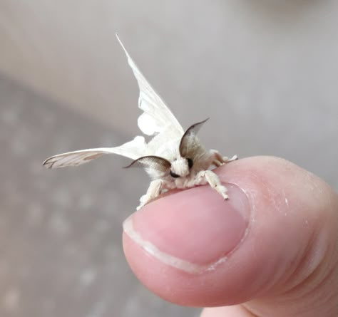 Silkworm hatched out of its cocoon today and is not a tiny teddy-bear bug. - Imgur Venezuelan Poodle Moth, Silkworm Moth, Poodle Moth, Leopard Moth, Tortoise Beetle, Silk Moth, Cute Moth, Tiny Teddies, Cool Bugs