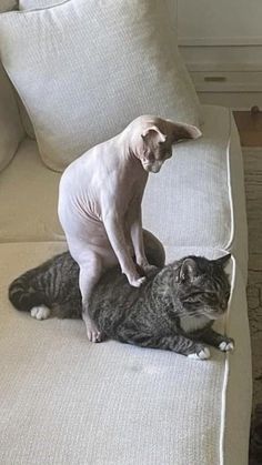 Sphynx Egypt, Fat Hairless Cat, Cat Daycare, Bald Cat, Cute Hairless Cat, Sphinx Cats, Hairless Cats, Cat Stretching, Cute Cat Memes