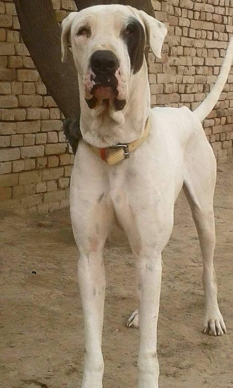 Bully Kutta, Thai Ridgeback, Bully Dogs, Neapolitan Mastiffs, Presa Canario, Big Dog Breeds, Giant Schnauzer, Tibetan Mastiff, Bully Dog