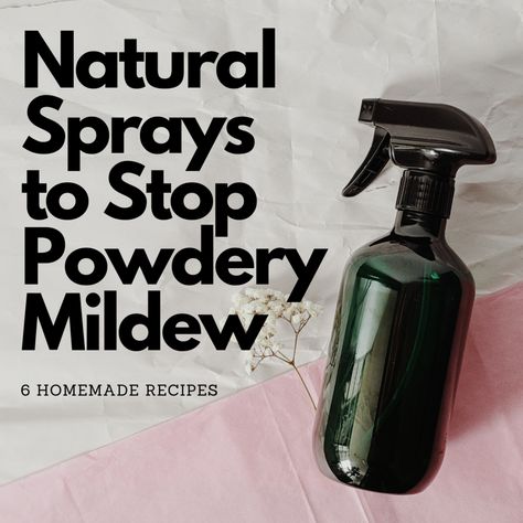 Powdery Mildew Spray, Listerine Mouthwash, Sago Palm, Powdery Mildew, Vinegar And Water, Home Vegetable Garden, Neem Oil, Seasonal Garden, Spray Can