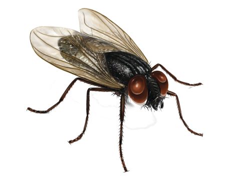 Fly Infestation, Fly Bait, Cockroach Control, Ant Control, Fly Control, Diy Pest Control, Rodent Control, Best Pest Control, Mosquito Control