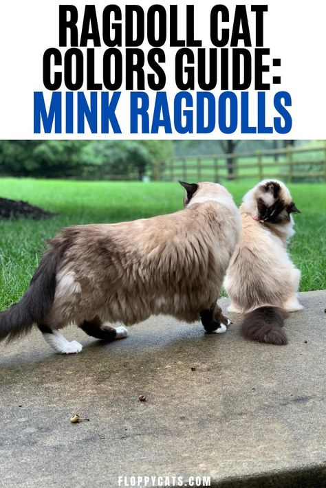 Blue Mink Ragdoll, Seal Mink Ragdoll, Mink Ragdoll Cat, Cat Facts Funny, Cat Behavior Chart, Mink Ragdoll, Ragdoll Cat Colors, Mitted Ragdoll, Cat Behavior Facts