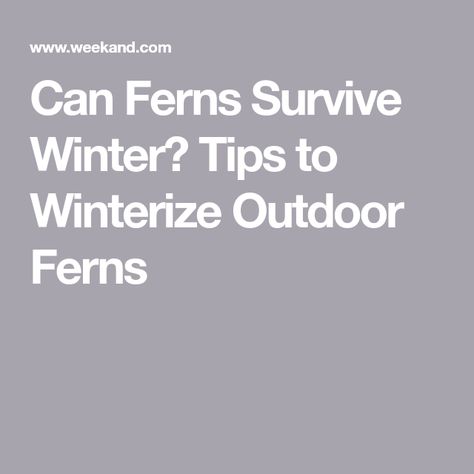 Can Ferns Survive Winter? Tips to Winterize Outdoor Ferns How To Winterize Ferns, Outdoor Ferns, Deer Deterent, Hanging Ferns, Foxtail Fern, Survive Winter, Lady Fern, Ferns Care, Winter Tips