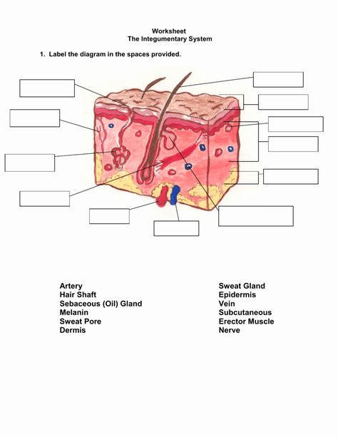 Integumentary System Worksheet Answers Awesome Inside Out Anatomy the Integumentary System – Chessmuseum Template Library Skin Diagram, Body Systems Worksheets, Excretory System, Cells Worksheet, Clinical Chemistry, Integumentary System, Writing Websites, Human Anatomy And Physiology, Structure And Function