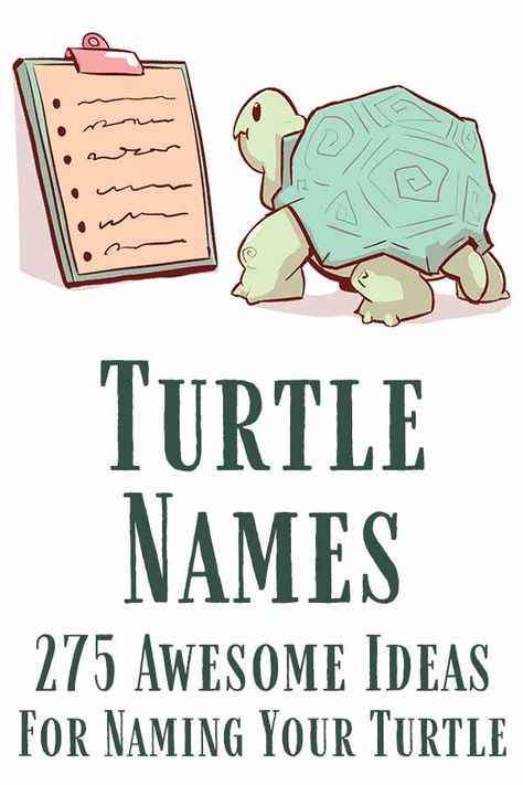 Names For Tortoises, Tortoise Name Ideas, Names For Turtles, Turtle Names Ideas, Indian Star Tortoise, Jeep Names, Turtle Facts, Red Footed Tortoise, Eastern Box Turtle