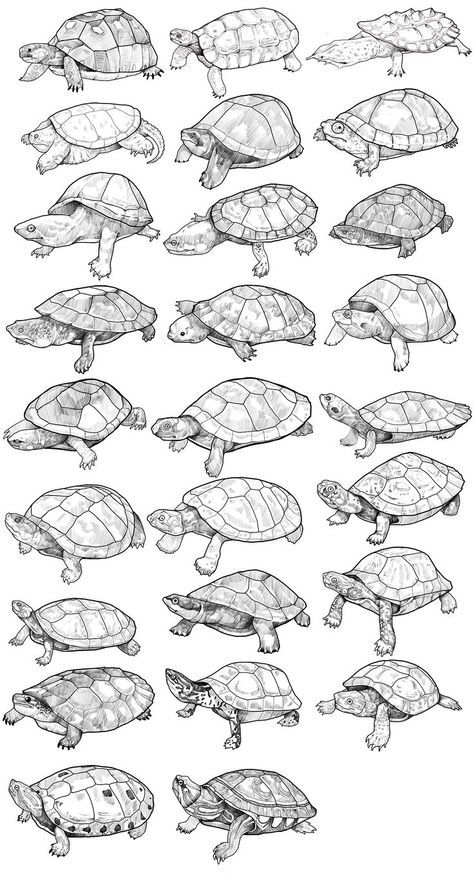 Turtle Drawing Realistic, Painting Feathers, Cute Turtle Drawings, Tortoise Drawing, Turtle Sketch, Shell Drawing, Drawing Realistic, Turtle Drawing, Pencil Drawings Of Animals