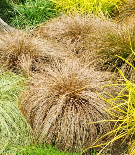 Carex Comans Bronze - New Zealand Hair Sedge - Hopes Grove Carex Grayi, Carex Comans Bronze, Grass Acorus Ogon, Carex Comans, Carex Grass, Bed Plants, Stipa Gigantea Golden Oats, Carex Oshimensis, Driveway Garden