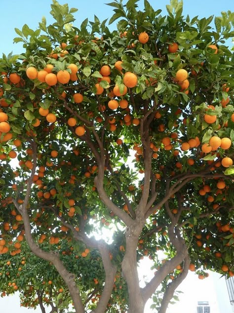 Mandarin Orange Tree, Citrus Tree, Orange Trees, Orange Tree Aesthetic, Mandarin Tree, Orange Makeup, Orange Nail Designs, Wild Orange, Orange Fruit