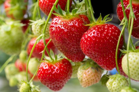 Tokyo Day Trip: Discover Kanagawa's Strawberry Road | Tokyo Weekender When To Plant Strawberries, Everbearing Strawberries, Straw Mulch, Strawberry Stuff, Strawberry Things, Andermatt, Strawberry Girl, Garden 2023, Strawberry Seed