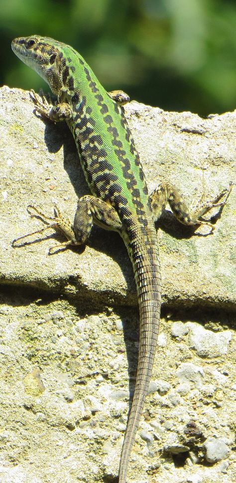 A green lizard climbing a wall. #Reptiles #Lizard #Animals Reptile Pictures, Colorful Reptiles, Lizard Pictures, Lizard Photography, Funny Lizards, Colorful Lizards, Red Lizard, Green Lizard, Amazing Frog