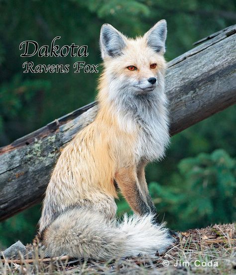 Raven was a Fox, Or known as a Were fox  Other People think she's hum… #werewolf #Werewolf #amreading #books #wattpad Fox Eyeliner, Fox Aesthetic, Fox Nails, Animal Aesthetic, Wallpapers Beautiful, Regnul Animal, Fox Photography, Fox Images, Fox Crafts