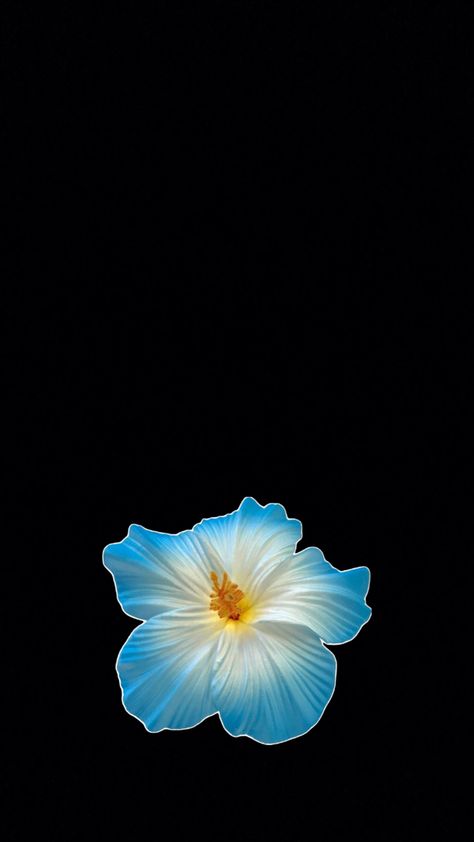 Disney Moana Art, Space Iphone Wallpaper, Flowers Black Background, Hawaii Flowers, Iphone Wallpaper For Guys, Cross Wallpaper, Cute Summer Wallpapers, Blue Hibiscus, Vintage Flowers Wallpaper