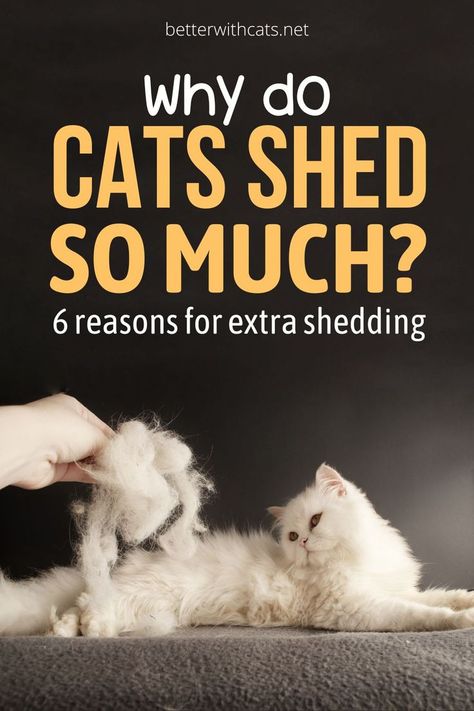 Wondering why cats shed so much? We've researched 6 reasons that explain excess shedding in your furry feline friend! Cat Shedding Solutions, Cat Remedies, Hair Shedding Remedies, Obese Cat, Pregnant Cat, Cat Parents, Older Cats, Cat Shedding, Long Haired Cats