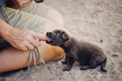 How to Stop Your Puppy Biting When You’ve Tried It All Biting Someone, Handmade Christmas Presents, Dream Meaning, Healthy Halloween Treats, Kong Toys, Halloween Bedroom, Newborn Puppies, Puppy Biting, Black Construction Paper