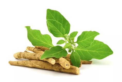 Herbal Focus: Ashwagandha(Withania somnifera) » Survive and Thrive with Nicole Apelian Ashwagandha Recipes, Ashwagandha Benefits, Ashwagandha Root, Adaptogenic Herbs, Cortisol Levels, Ayurvedic Medicine, Alternative Health, Hormone Balancing, Medicinal Herbs