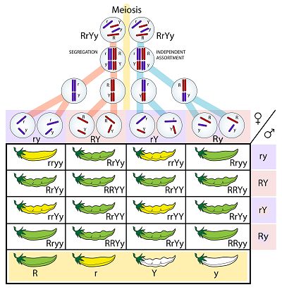 Mendelian Genetics, Science Pics, Mendelian Inheritance, Genetics Activities, Dihybrid Cross, Biology Ideas, Pea Plants, Gregor Mendel, Cream Butterfly