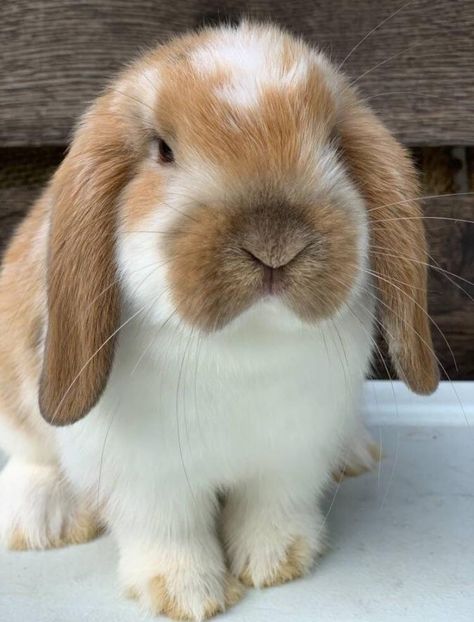 Holland Lop Bunnies Aesthetic, Cute Holland Lop Bunnies, Holland Bunny, French Lop Bunny, Mini Lop Bunny, Holland Lop Rabbit, Holland Lop Bunny, Mini Lop Bunnies, Mini Lop Rabbit