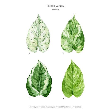 Unique Botanical Artwork on Instagram: “Check out my newest illustration! I love love love epipremnums, do you?   Here are 4 popular species:   1. Snow Queen Pothos  2. Marble…” Pathos Plant Drawing, Pothos Tattoo, Snow Queen Pothos, Pathos Plant, Marble Queen, Marble Queen Pothos, Epipremnum Aureum, Botanical Drawing, Gouache Illustrations