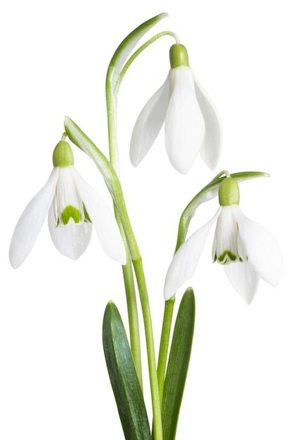 Snowdrops Flower, Snow Drops Flowers, Snow Tattoo, Decorated Envelopes, Floral Photography, Winter Flowers, Birth Month Flowers, Botanical Drawings, Flower Art Painting