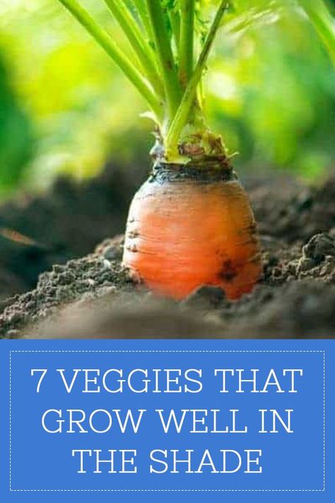 Shady Garden, Vegetable Plants, Backyard Vegetable Gardens, Garden Area, Garden Types, Diy Gardening, Growing Fruit, Olive Garden, Kew Gardens