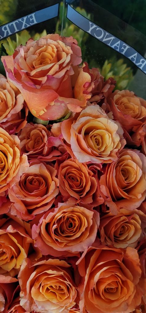 Orange roses Burnt Orange Roses, Roses Orange, Baby Orange, Sunset Rose, Rose Varieties, Roses Red, Rose Orange, Flower Therapy, Orange Roses