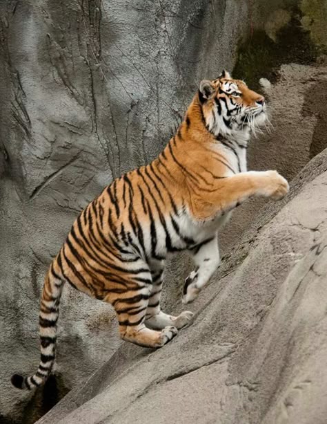 Detroit zoo Tiger Full Body Photography, Dynamic Big Cat Poses, Tiger Climbing Down, Dynamic Tiger Poses, Pouncing Tiger, Tiger Poses, Tiger Climbing, Tiger Reference, Tiger Bedding