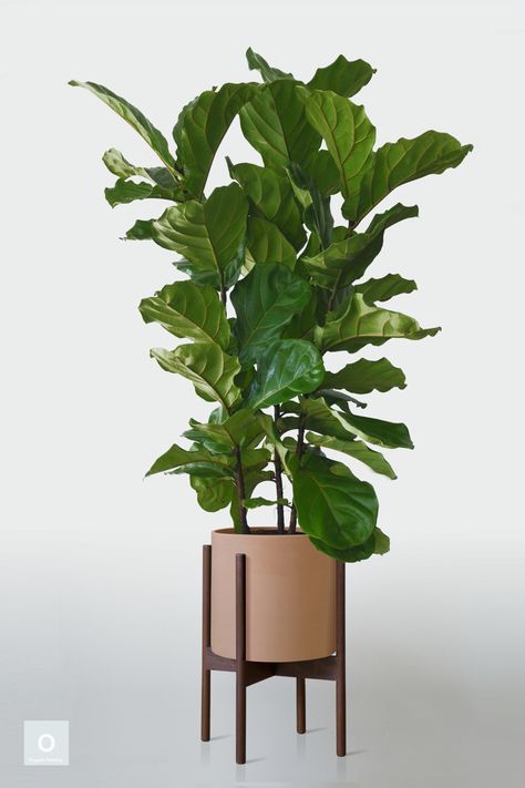 Indoor Tree Plants, Plantas Interior, Yucca Plant, Trendy Plants, Ficus Lyrata, Fiddle Leaf Fig Tree, Plant Nutrients, Office Plants, Fiddle Leaf