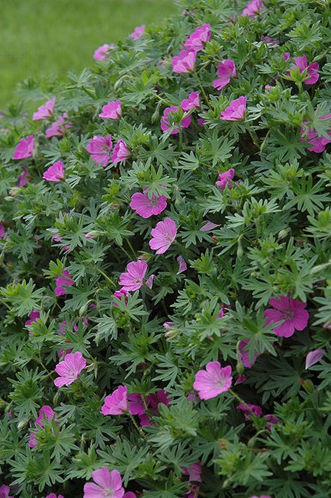 Bloody Cranesbill (Geranium sanguineum) at Make It Green Garden Centre Cranesbill Geranium Perennials, Geranium Ground Cover, Cranesbill Geranium Companion Plants, Geranium Biokovo, Martha Washington Geranium, Geranium Sanguineum, Tropical Greenhouses, Cranesbill Geranium, Terrace Ideas