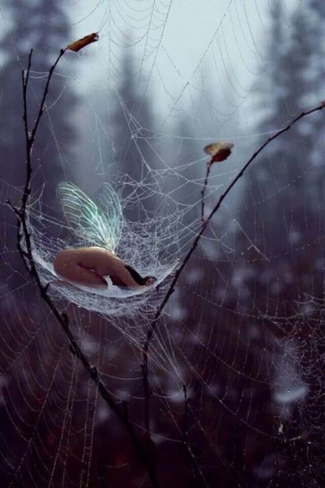 Fairy in a spider web Chief Seattle, Fairies Elves, Oogie Boogie, Foto Art, Fantasy Fairy, Believe In Magic, Mystical Creatures, Fairy Angel, Arte Fantasy