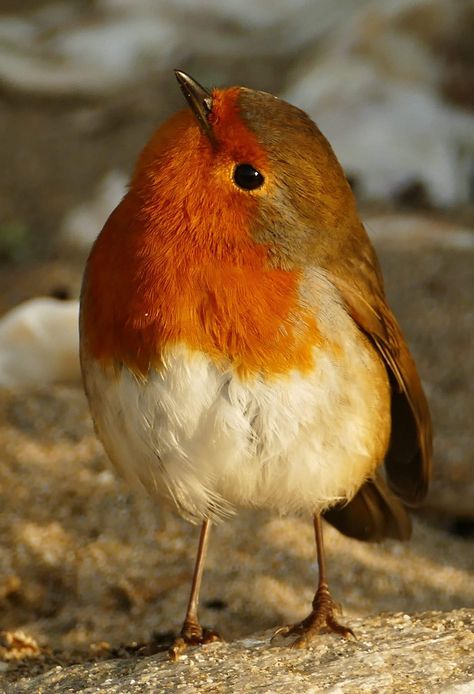 💕dit is mijn favoriete vogel. Red Robin Bird, Robin Red Breast, European Robin, Robin Redbreast, Animals Photography, Red Robin, Robin Bird, Cute Bird, Extinct Animals