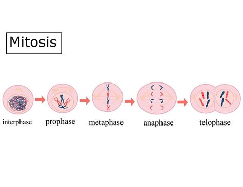 The four Mitosis Phases.Prophase, metaphase, anaphase, and telophase.Infographic vector illustration. Mitosis Phases, Cell Division, The Four, Division, Vector Art, Vector Illustration