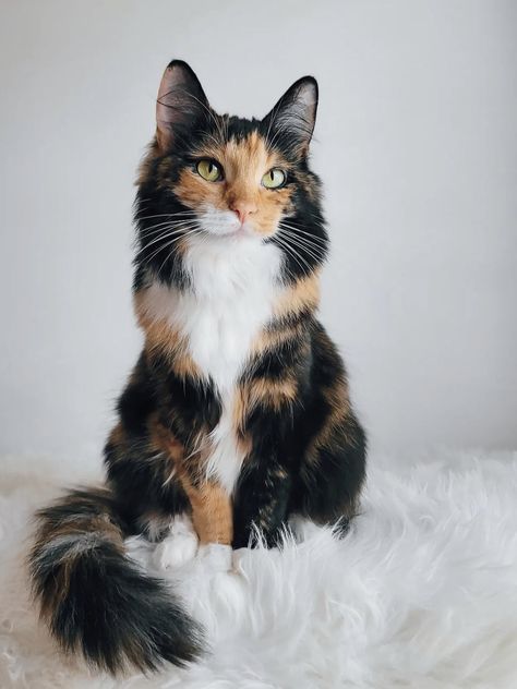 Long Hair Calico Kitten, Long Hair Calico Cats, Calico Tabby Cat, Calico Persian Cat, Rare Cat Colors, Silly Cat Banner, Calico Cat Therian Mask, Cat With Different Colored Eyes, Pretty Cats Unique