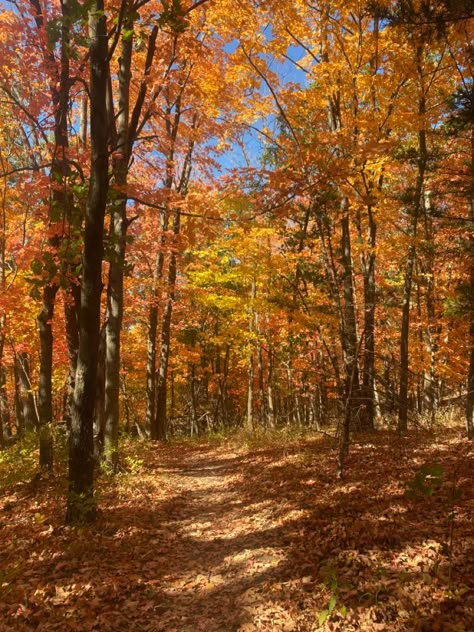 Fall In Missouri, Fall Ideas Activities, Missouri Aesthetic, Fall Hiking Aesthetic, Aesthetic Background Green, Missouri Hiking, Autumn Academia, Autumn Hike, Mine Aesthetic