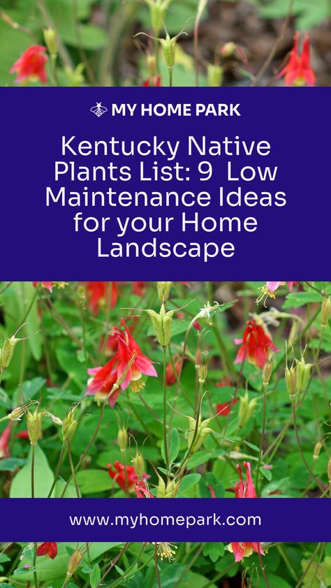 Learn about 9 different native plants from Kentucky. Kentucky Homestead, Butterflies And Hummingbirds, Flowering Bushes, Native Gardens, Home Landscape, Native Garden, Plant List, Butterfly Garden, Native Plants