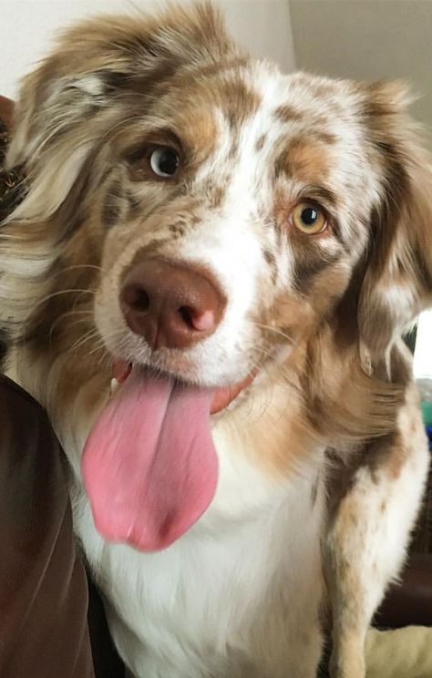 Australian Shepherd German Shepherd Mix Puppy, Australian Shepherd Heterochromia, Border Aussie, Aussie Puppy, Aussie Dog, Aussie Shepherd, Aussie Puppies, Australian Shepherd Puppies, Aussie Dogs