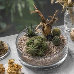 Landscaping Succulents, Stump Ideas, Tank Terrarium, Succulent Containers, Wood Succulent Planter, Kaktus Dan Sukulen, Aquarium Garden, Cactus Terrarium, Fish Tank Terrarium