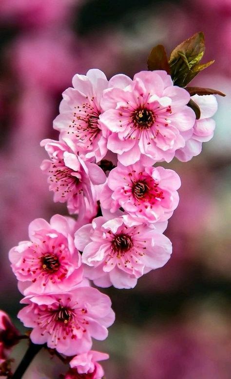 sandramusiclover80 on Twitter: "Wishing everyone a peaceful Sunday🌸💜🌸… " Nature Photography Flowers, Flower Landscape, Beautiful Flowers Wallpapers, Pink Blossom, Spring Blossom, Blossom Flower, Flowers Nature, Flower Pictures, Amazing Flowers