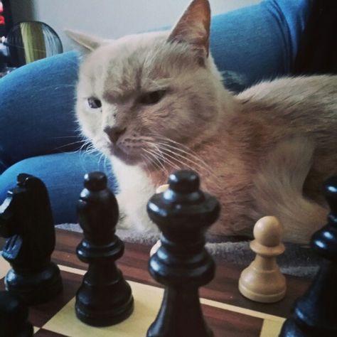 Cat Playing Chess, Chess Icon, Aesthetic Chess, Academic Rivals, Cats Playing, Profile Pic Ideas, Literature Humor, Playing Chess, Chess Boards