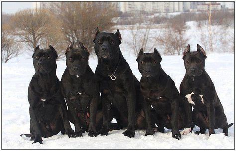 Black Dogs, Black Pit, A Group, The Snow, Dogs, Black