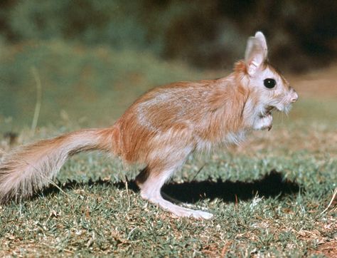 Spring hare | rodent | Britannica.com Spring Hare, Muscular Neck, Encyclopedia Britannica, Awesome Animals, Large Eyes, Weird Animals, Rodents, Zoo Animals, Stuffed Animal Patterns